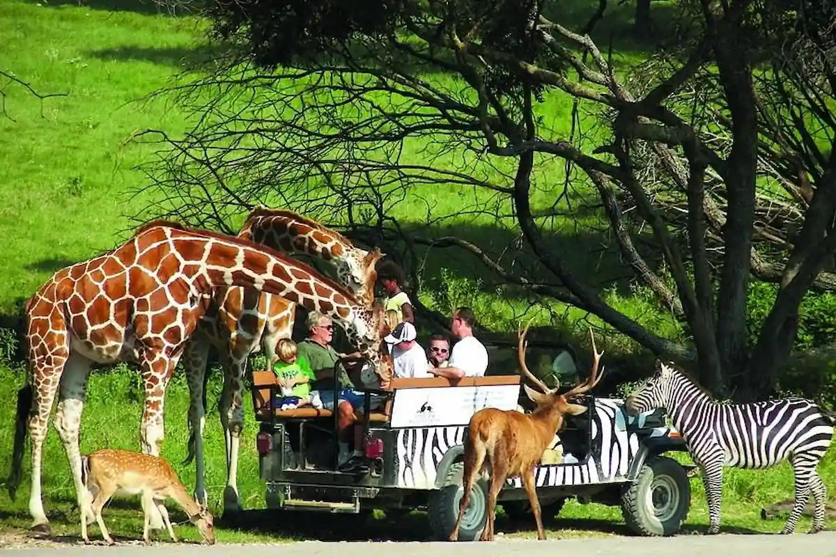 10 Affordable Activities for Kids in Texas 8 A group of people in an open safari vehicle observes and interacts with various animals, including giraffes, a zebra, and deer, in a lush green environment. The giraffes are leaning in towards the vehicle, and the deer are grazing nearby.