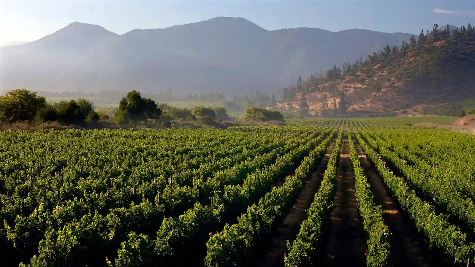10 Unique Things to Do in Santiago Chile 8 Take a Day Trip to Chilean Wine Valleys
