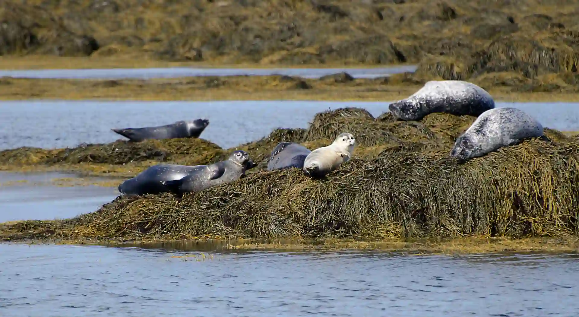 Snaefellsnes Peninsula Iceland for First-Timers: A Complete Travel Guide 11 Ytri Tunga Beach