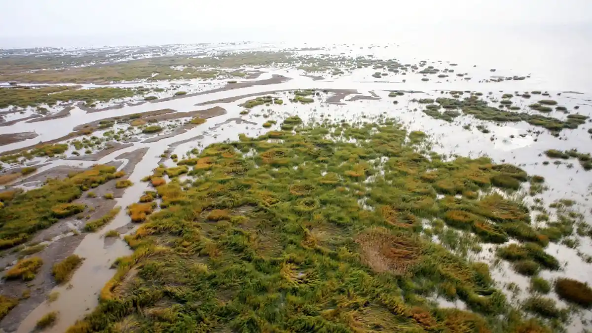 Gray’s Beach Cape Cod: The Ultimate Guide 11 Environmental Importance of the Salt Marsh
