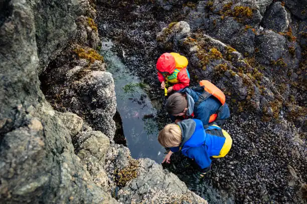 Gray’s Beach Cape Cod: The Ultimate Guide 7 Go Crabbing or Tidepooling
