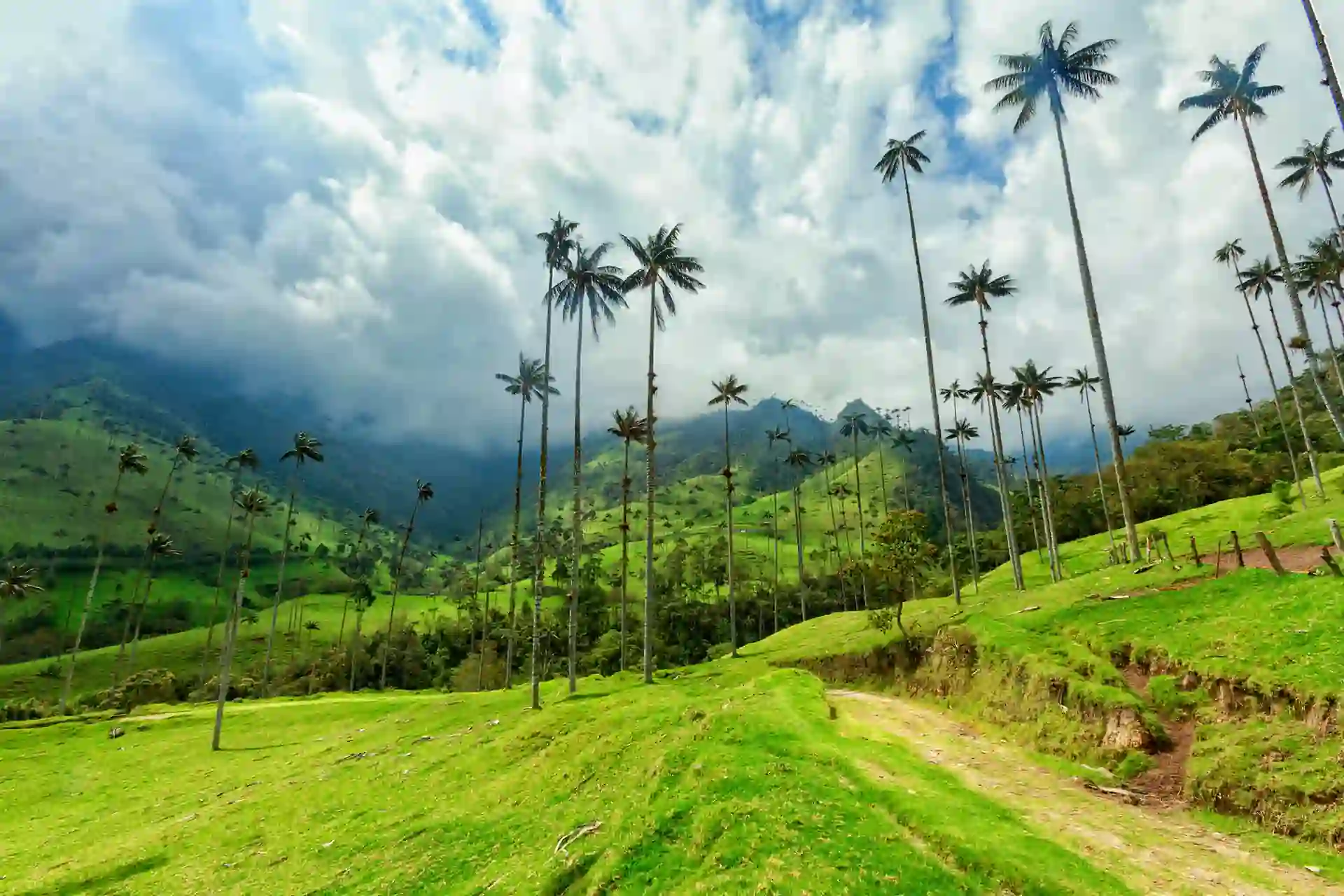Zona Cafetera Colombia: The Ultimate Travel Guide 8 Hike the Cocora Valley Valle de Cocora