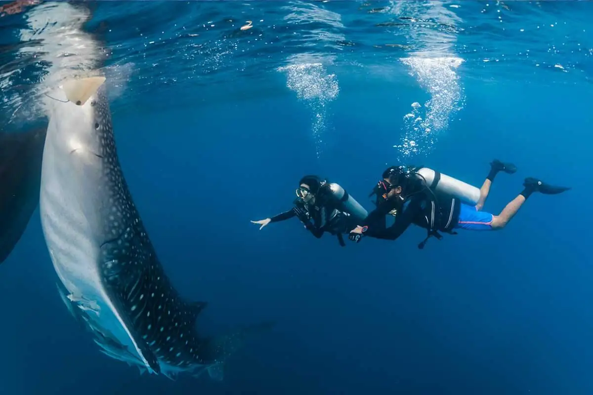 Whale Shark Guanacaste Costa Rica: Read This Guide Before You Go 4 Best Places and Tours for Whale Shark Spotting in Guanacaste