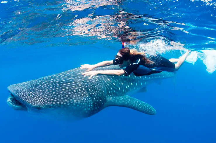Whale Shark Guanacaste Costa Rica: Read This Guide Before You Go 6 Can You Swim or Dive with Whale Sharks in Costa Rica