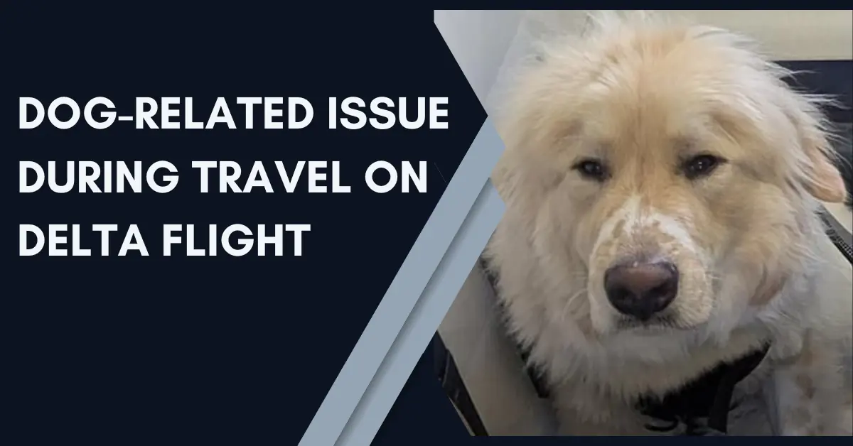 Delta Flight Dog Diversion MSP: What Caused the Emergency Landing? 5 Dog Related Issue During Travel on Delta Flight