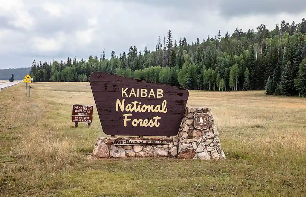 Endless Forest Canopy of Kaibab National Forest