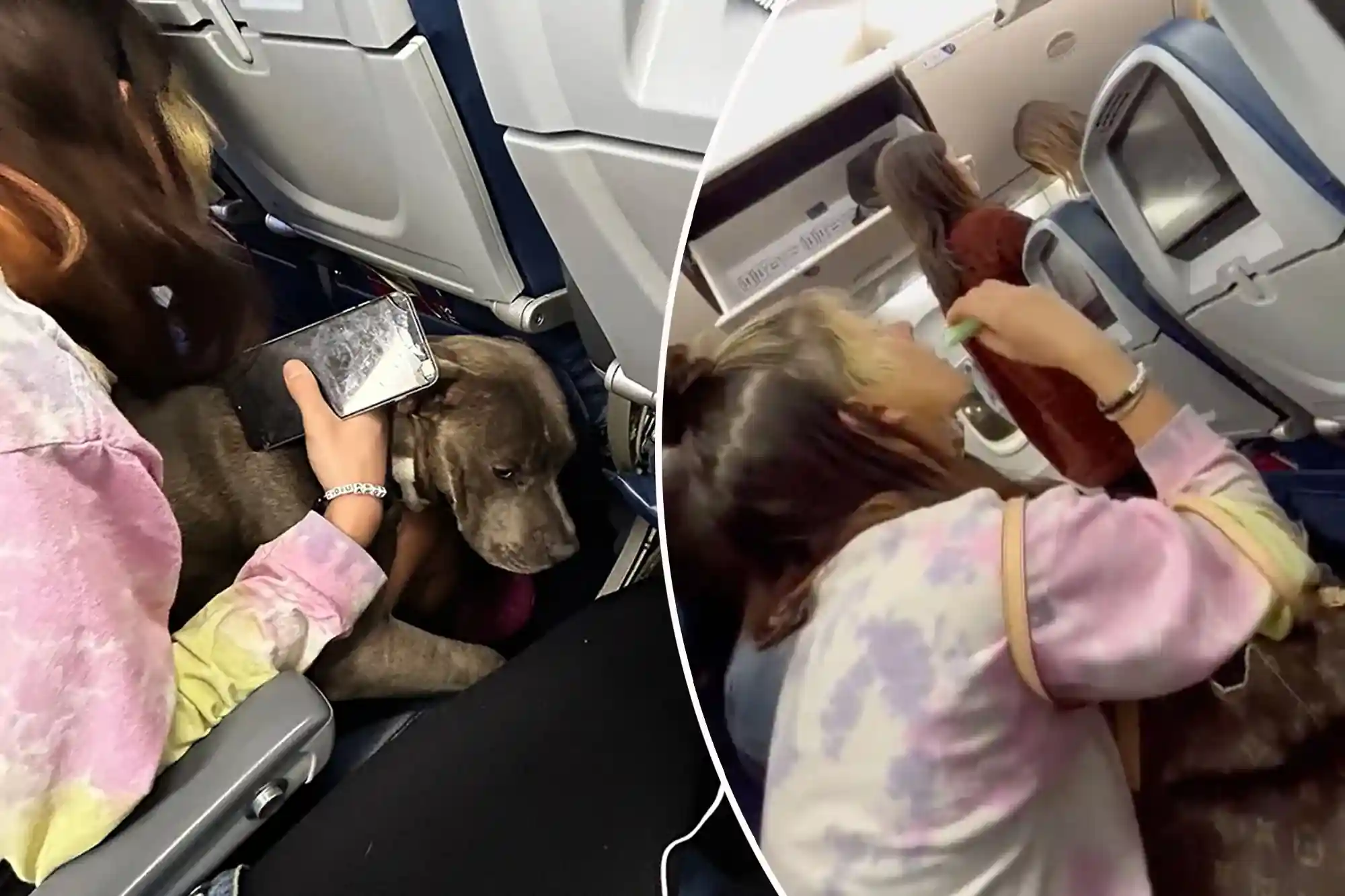 Delta Flight Dog Diversion MSP: What Caused the Emergency Landing? 2 Flight Overview Timeline of the Incident