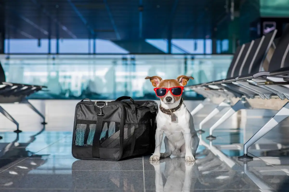 Delta Flight Dog Diversion MSP: What Caused the Emergency Landing? 10 Pet Travel