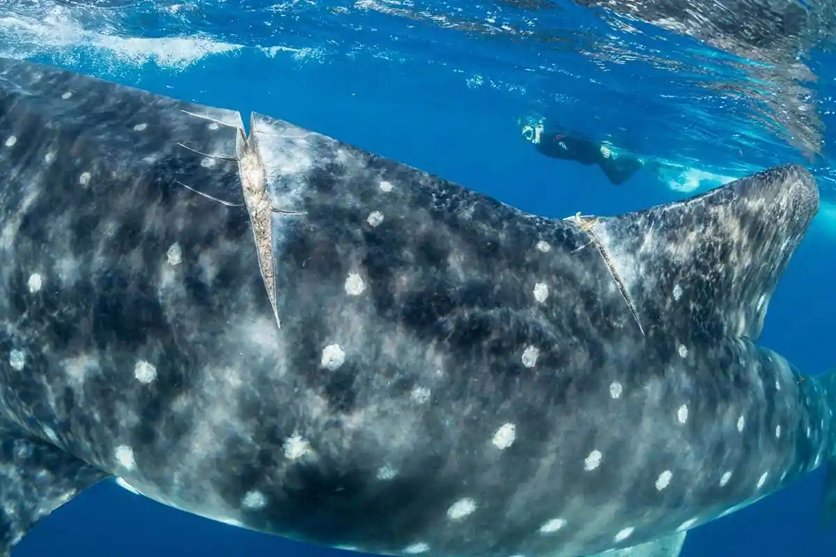 Whale Shark Guanacaste Costa Rica: Read This Guide Before You Go 7 Threats to Whale Sharks Globally