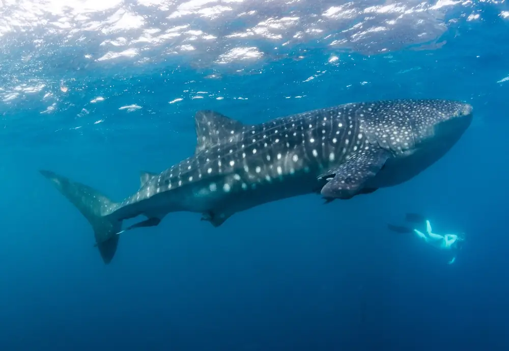 Whale Shark Guanacaste Costa Rica: Read This Guide Before You Go 2 Where Is Guanacaste and Why Its Great for Ocean Wildlife