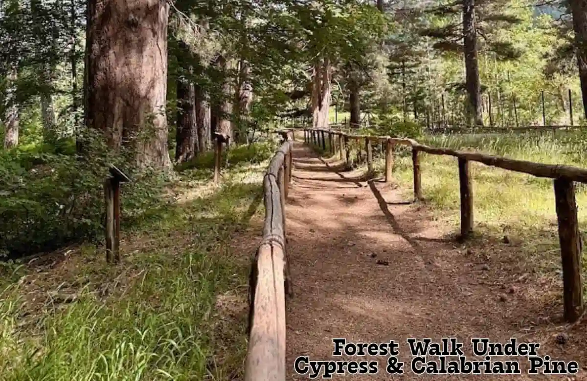 Forest Walk Under Cypress and Calabrian Pine