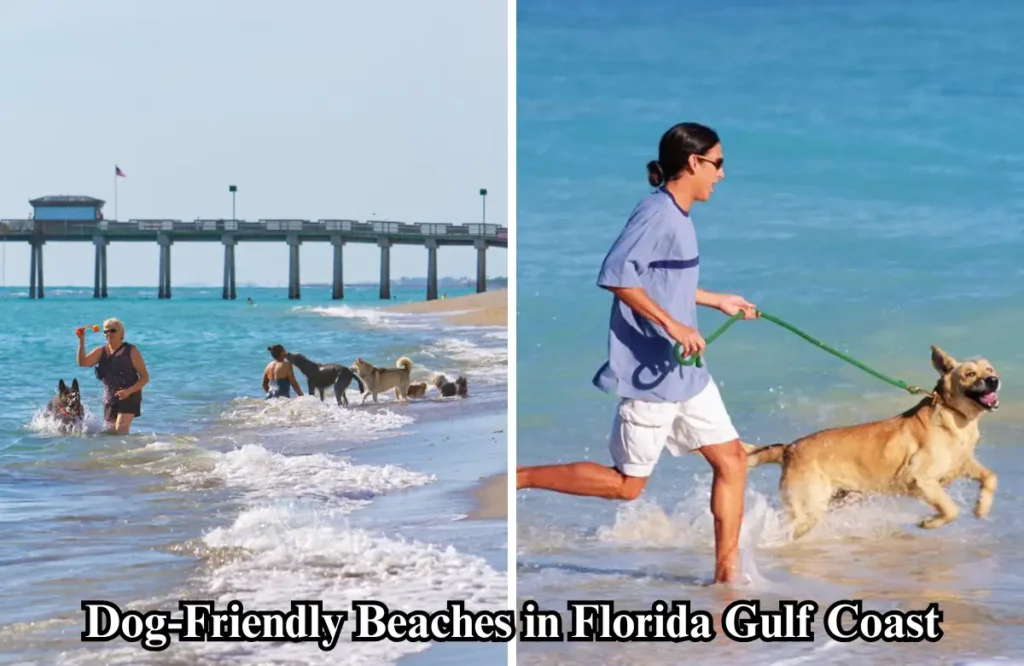 17 Off-Leash Dog-Friendly Beaches in Florida Gulf Coast 4 Dog-Friendly Beaches in Florida Gulf Coast