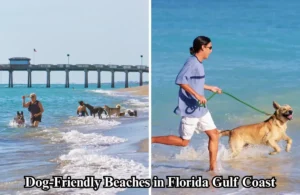 17 Off-Leash Dog-Friendly Beaches in Florida Gulf Coast 10 Dog-Friendly Beaches in Florida Gulf Coast