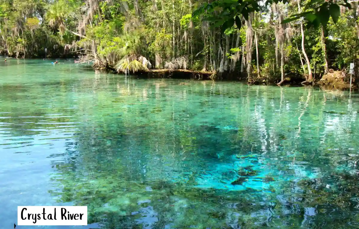 15 Cheapest Places to Visit in Florida in 2026, Ranked by Cost 3 Crystal River